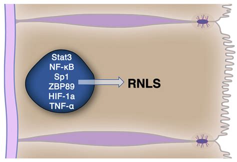 rnls|Renalase: A Multi.